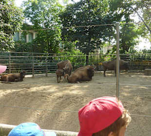 Bison Anlage