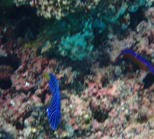 Unterwasserwelt Musandam