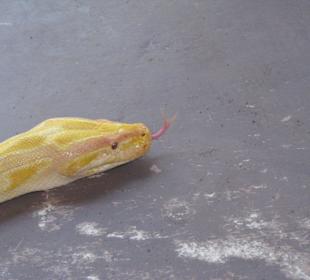 Reptilienshow - Anaconda