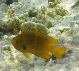 Fast wie im Aquarium