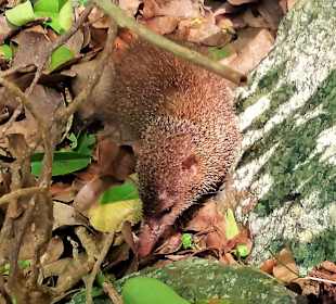 Ein Tenrek am Morne Brabant