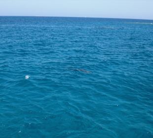 Bootstour zu den Delfinen 