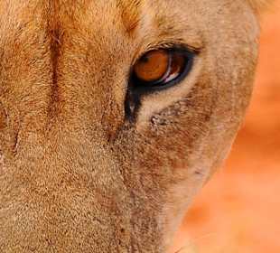 Auge in Auge mit Löwen