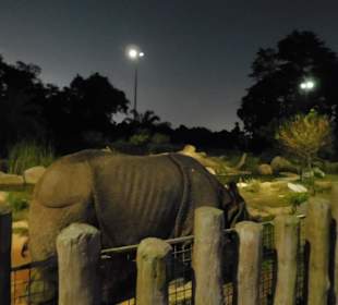 Nashorn bei der Night Safari