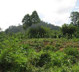 Mitten durch den Dschungel