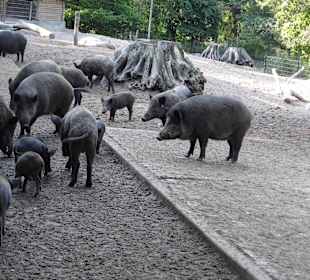 WildparkImpression September 2013