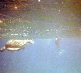 Riesenschildkröte beim Abtauchen