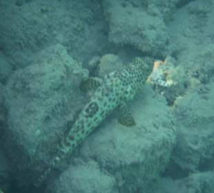 Zackenbarsche am Hausriff