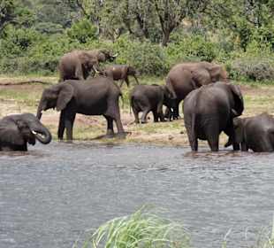 Elefanten baden im Chobe River