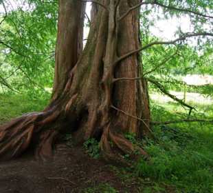 Hammer Wurzelbereiche