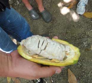 Samana-Las Terrenas Tour