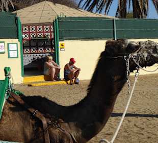 Das Kamel resp. das Dromedar am Warten