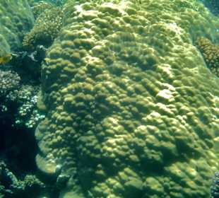 Korallenriff Fantasy