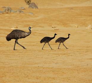 Emus