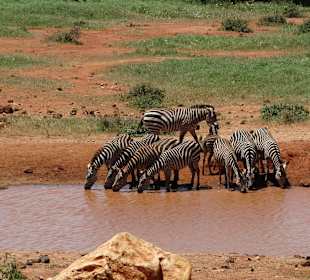 Serena Kilaguni Lodge