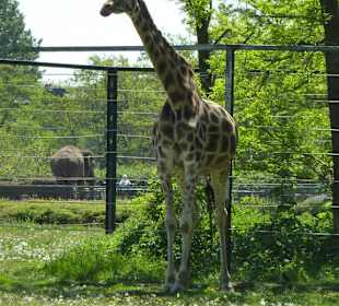 Uganda-Giraffe