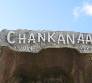 Delphinarium im Naturpark Chankanaab