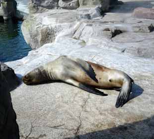 Bei den Robben im Zoo am Meer