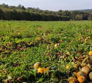Kürbisfeld 
