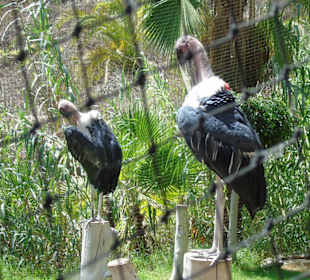 Palmitos Park
