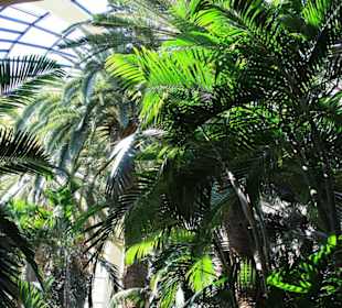 Regenwald im Eingangsbreich Hotel Mirage