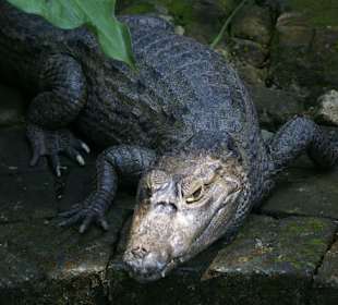 Kajman
