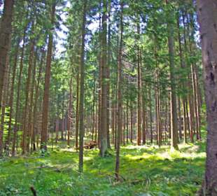 Der Therapeutische Wanderweg