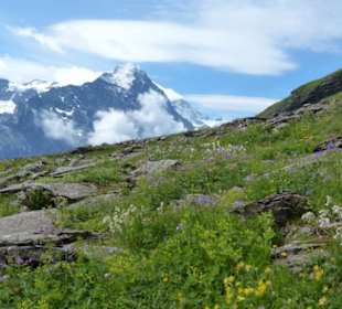 Rund ums Schilt