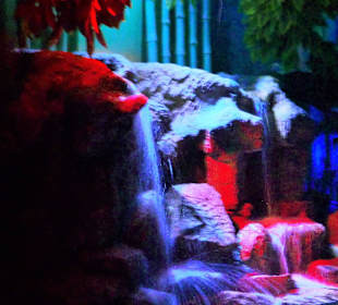 Im Aquarium