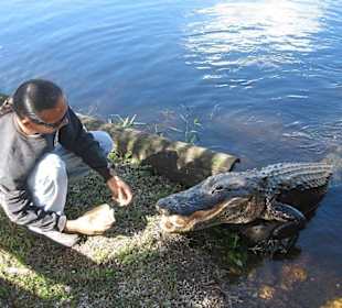 Tiger´s Sohn mit Spielgefährten