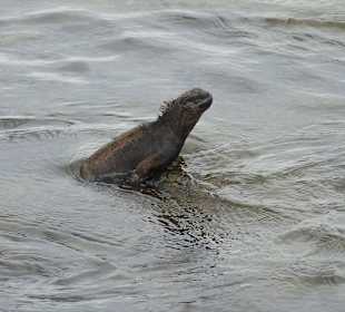 Guter Schwimmer sind die Exen