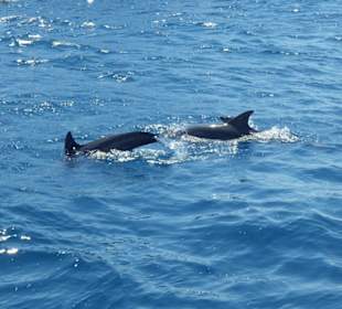 Delfinfamilie