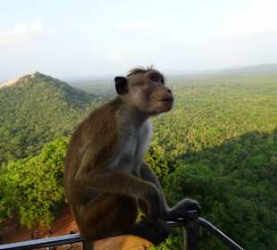 Elefantenreiten Sigiriya