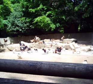 Streichel Zoo
