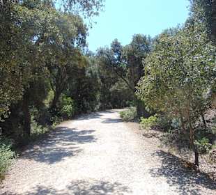 Дорога к пляжу через парк