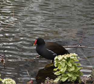 Anlage Planten un Blomen