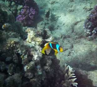 Hausriff Arabella Azur Beach