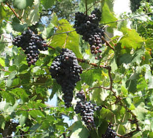 Blaue Trauben am Spalier