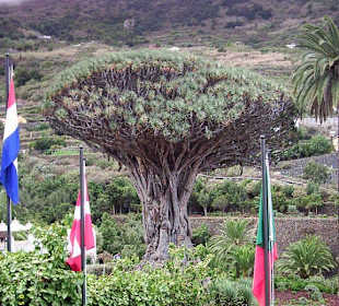 Parque del Drago