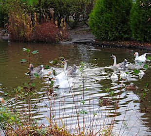 Haustierpark