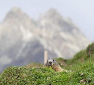 Murmeltier in Scuol