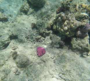 Schnorcheln direkt vorm Hotel