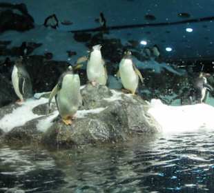 Leben der Pinguine