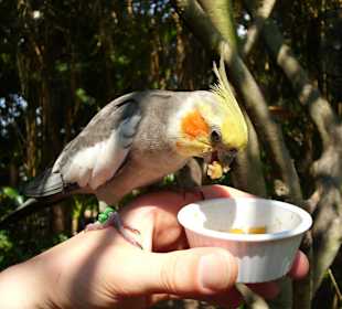 Füttern von tropischen Vögeln