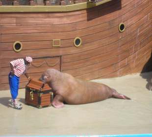 Clyde und Seamore Show