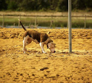 Jeder Hund willkommen