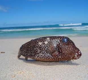 leider toter Kugelfisch