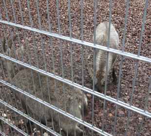Wildpark Eichert