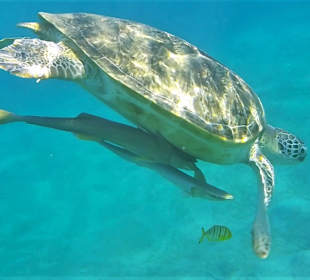 Tauchen und Schwimmen mit Schildkröten