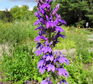 Rundgang durch den Botanischen Garten